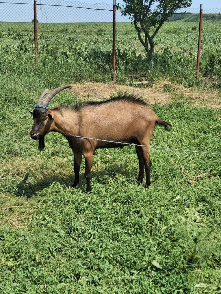 Vand tapi de rasa