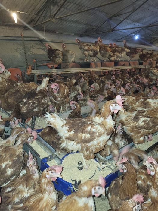 Vand gaini ouatoare cu transport in localitatea ta