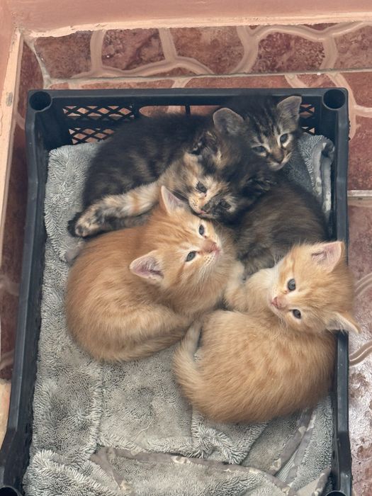 Бесплатно в доьрые руки котята