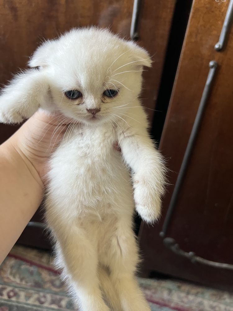 shinshilla mushukchala 150$