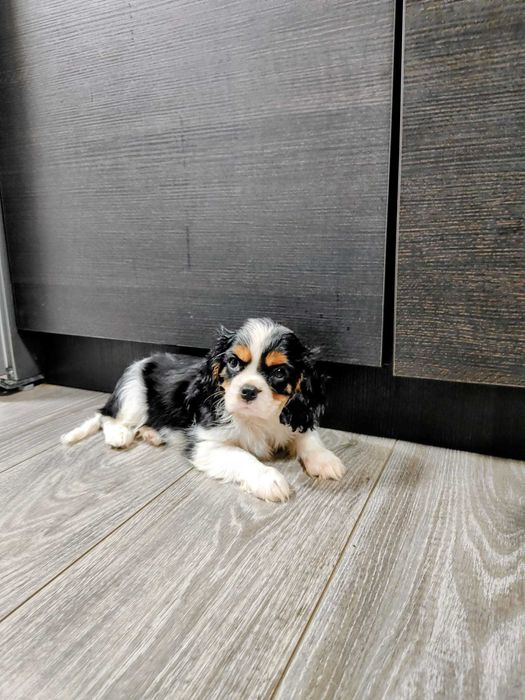 De vanzare Fetita de Cavalier KCS din parinti campioni testati genetic