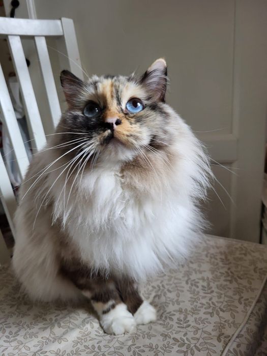 Pisica Ragdoll sterilizata