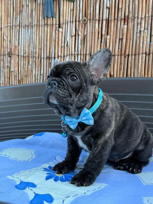 Bulldog francez cu pedigree