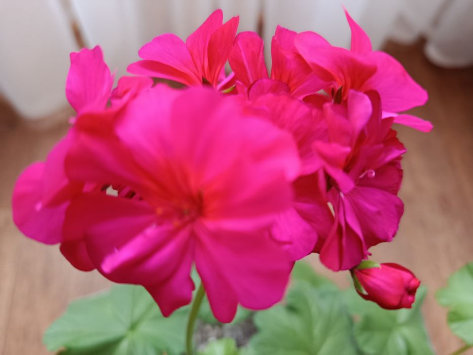 Герань - пеларгония.