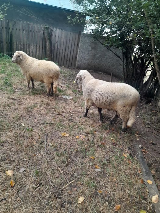 Vand berbeci crescuti bio