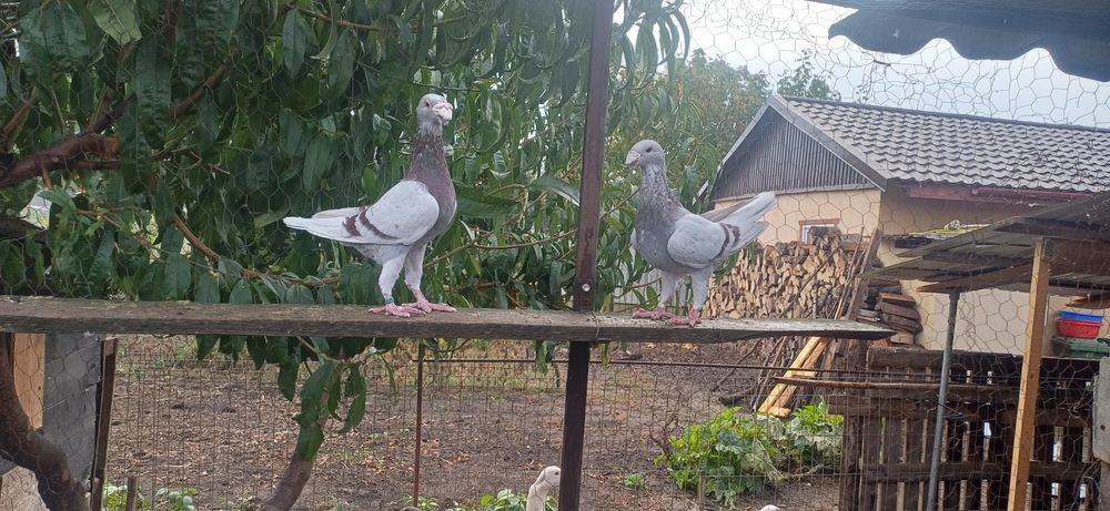 Porumbei voiajori germani