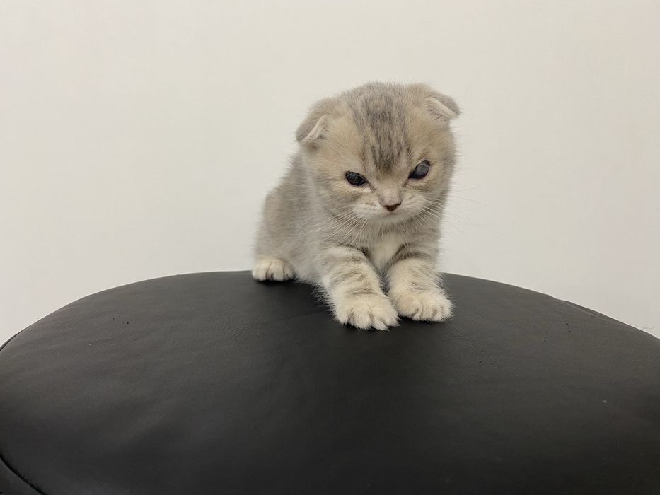 Вислоухие котята шотландской породы чистокровные !!