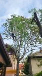 Toaletare copaci taieri arbori alpinisti utilitari degajare resturi