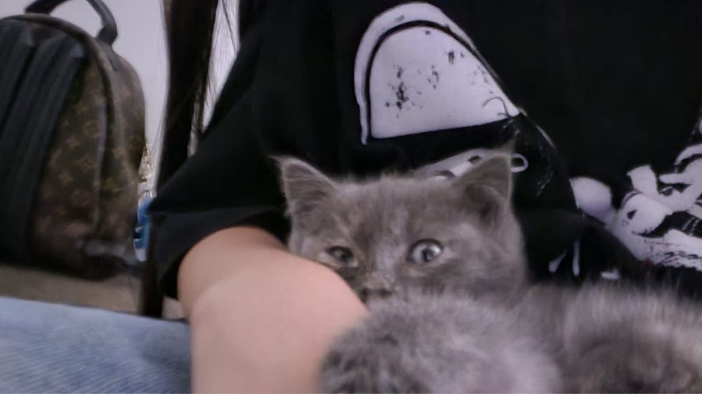 Котенок в добрые руки