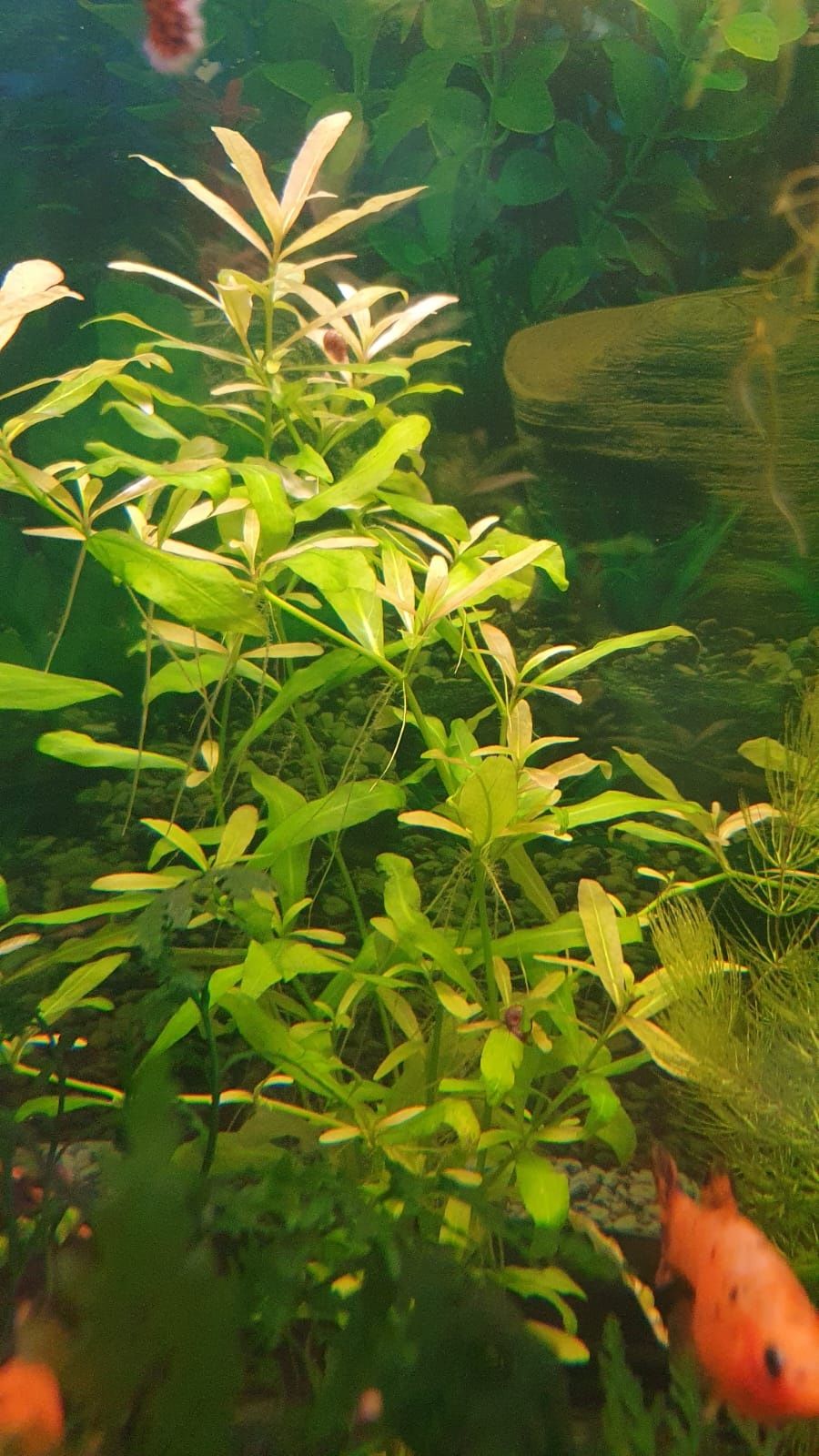 Plante de acvariu