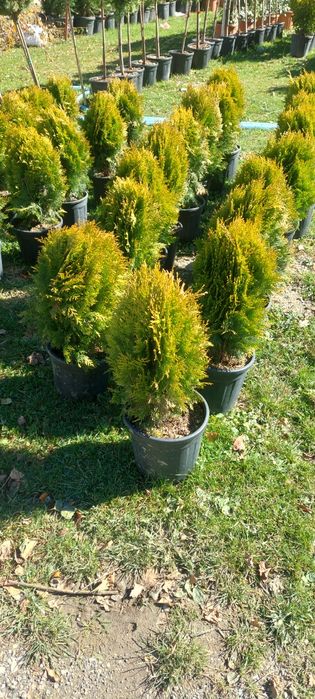Arțar,cedru,glob,brazii,yucca,aurea,leylandi,pin,prunus,pepinieră