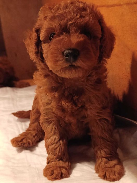 Той пудел (teacup)