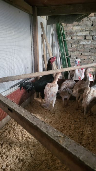 Срочно продаётся здоровые куры