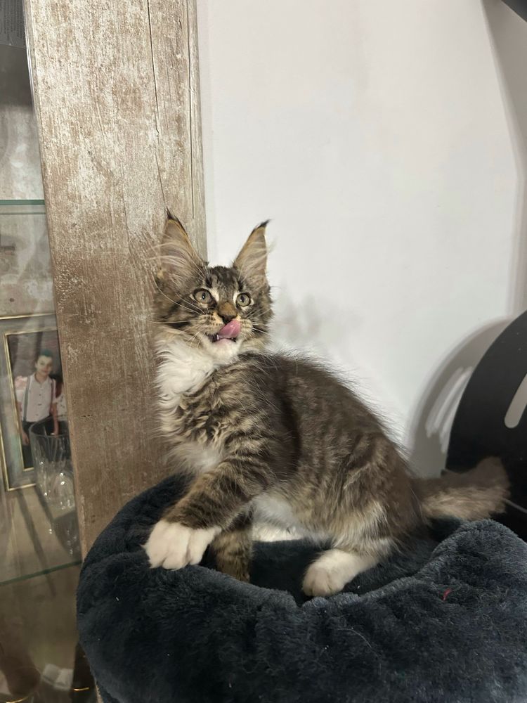 Pisica maine coon felisa autorizata
