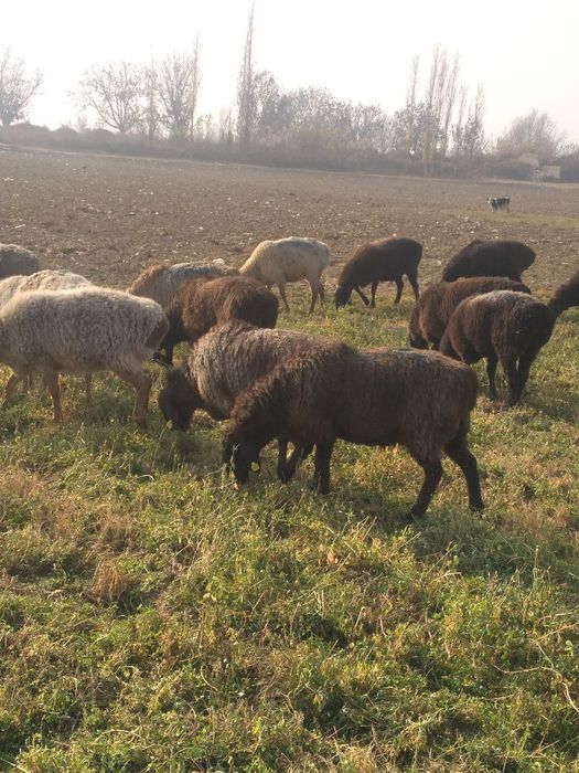 Киргизстон куйи арзон