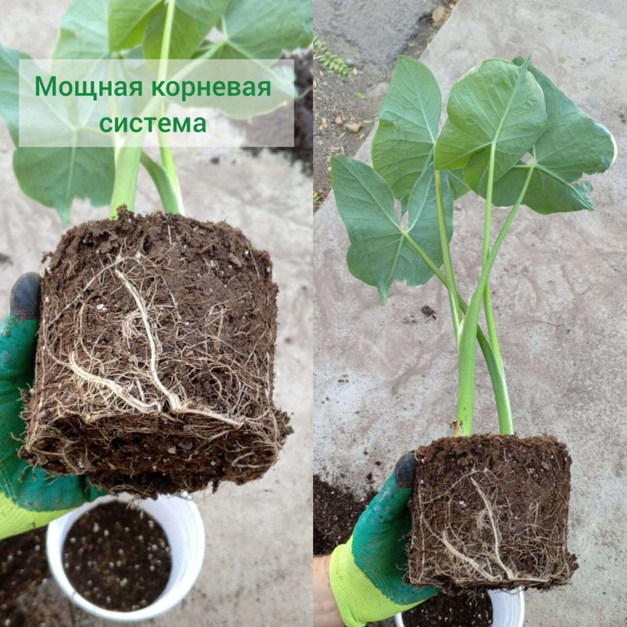 Алоказия Микки Маус. Экзотические цветы для дома.