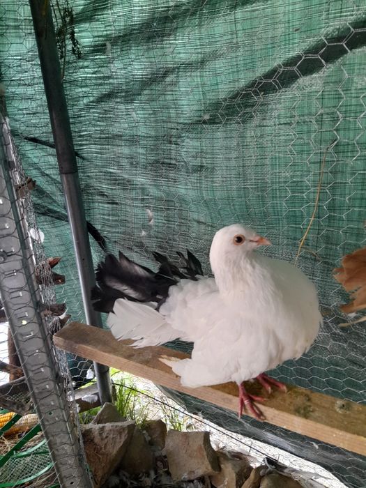 Porumbel voltat indian mascul