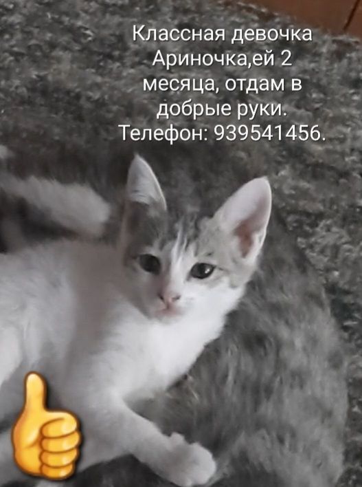 Котёнок в добрые руки
