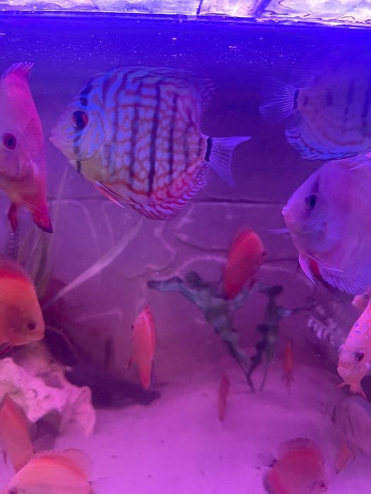 Cichlide Americane Discus