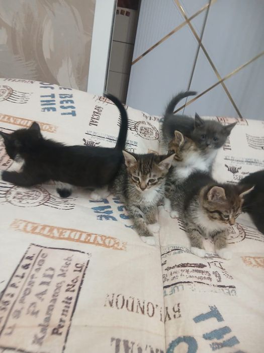 Котята без породы