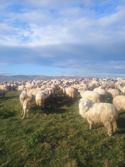 Vànd oi de sacrificat și de ținut,prețul negociabil