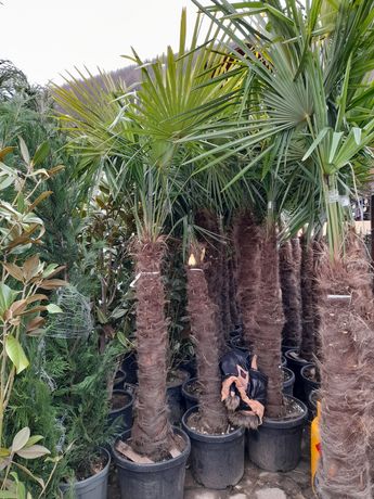 Palmieri bonsai pon pon spirale artar