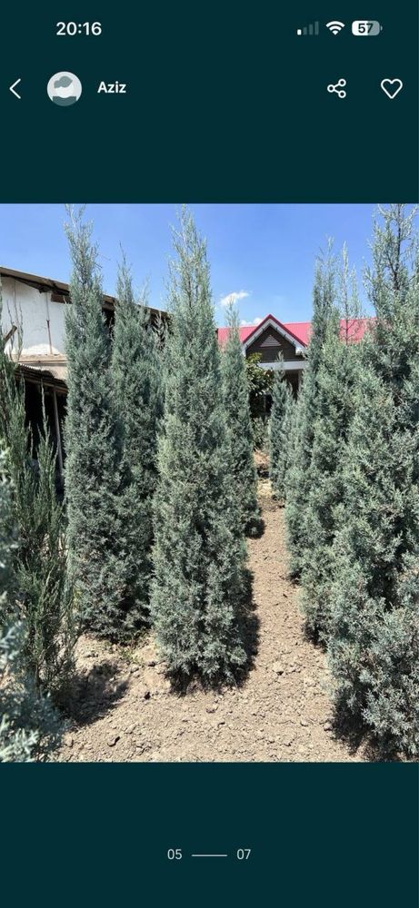Aksiya Arizoniski kiparis sotiladi boyi 2m 100$, 2.5m 140$,3m 170$