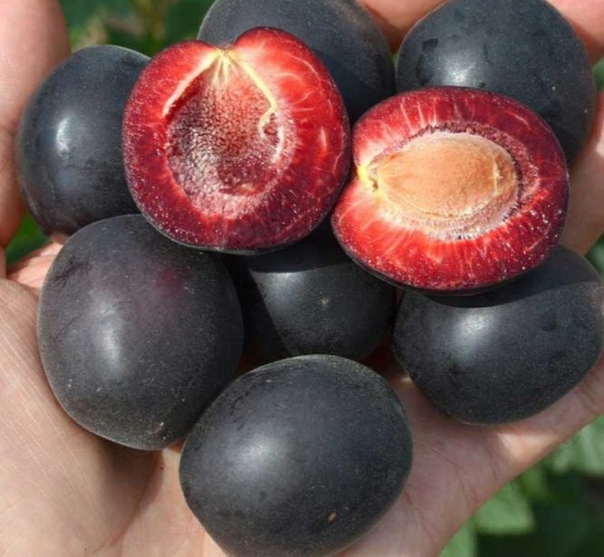 Pomi Fructiferei Deosebiti