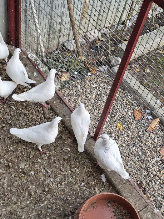 Porumbei hubble 21 de bucati  si alte rase