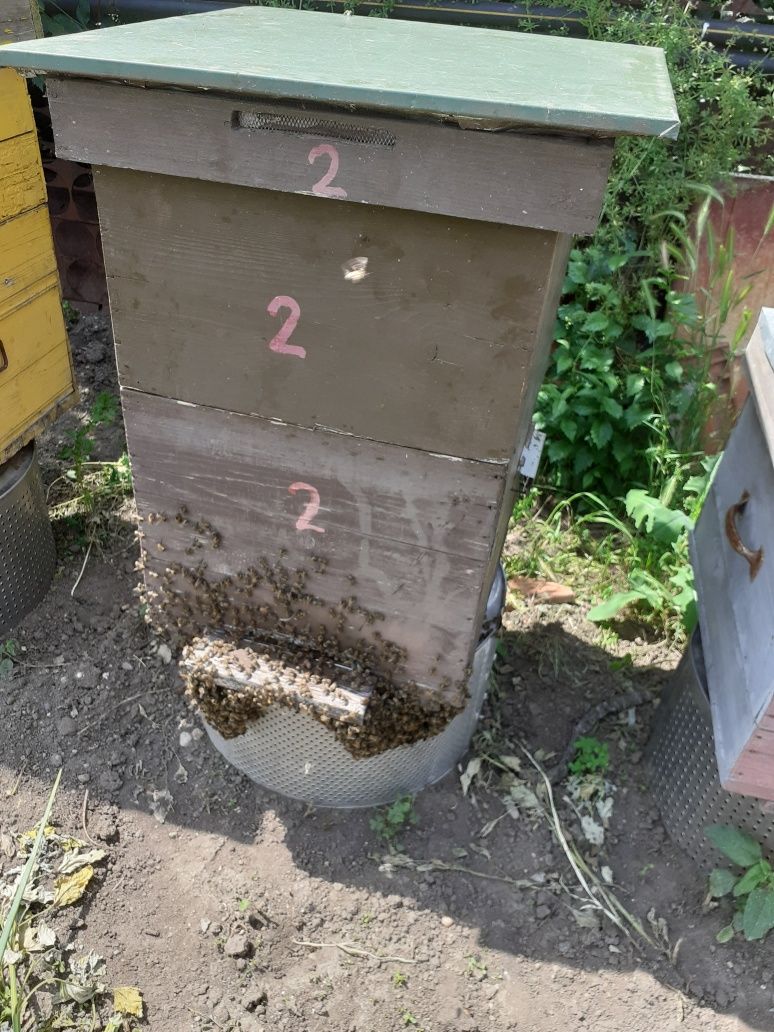 Stupi sanatosi de vanzare