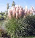Iarba de pampas alba  si roz