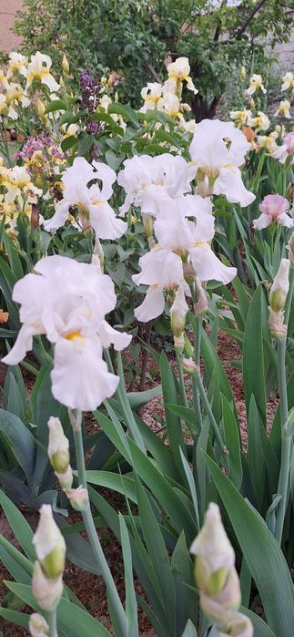 Rang barang gulsapsar (iris)