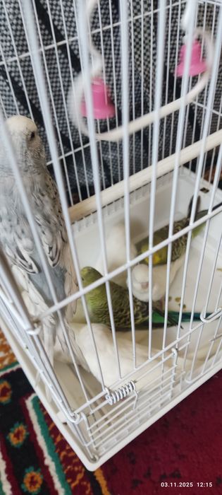 Сотилади папугай