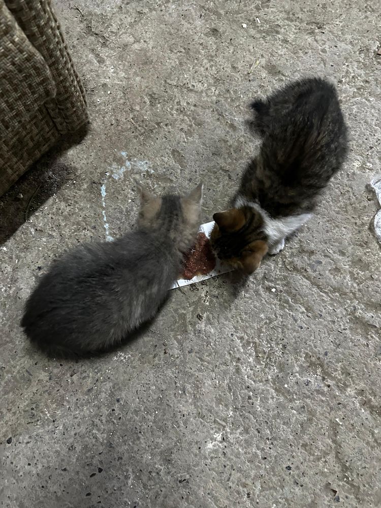 Бесплатно отдам котят.