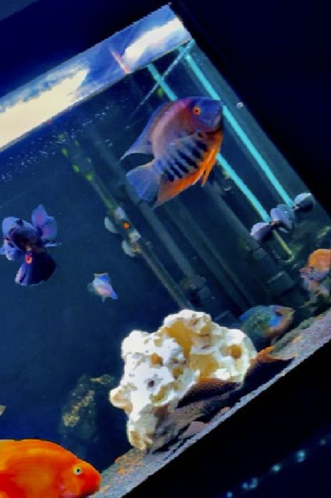 Ciclidă Severum Rotkeil