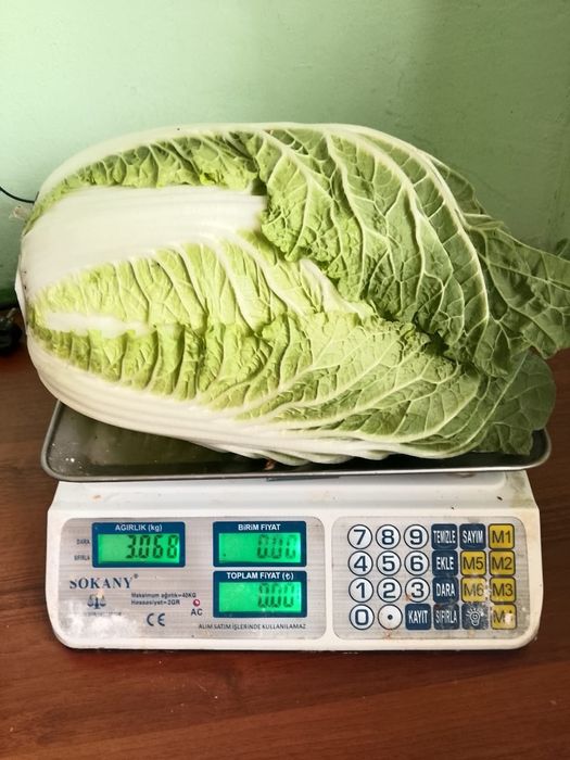 Пекинской капуста 130 тг Шубарсуда