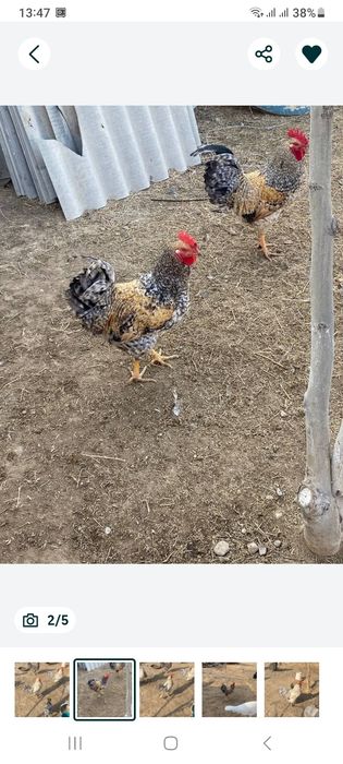 Қораздар үшеу биылғы.