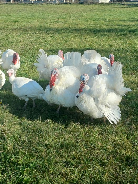Vand curcani tineri crescuti natural