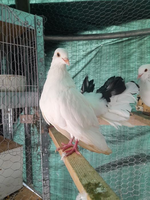 Porumbel voltat indian mascul