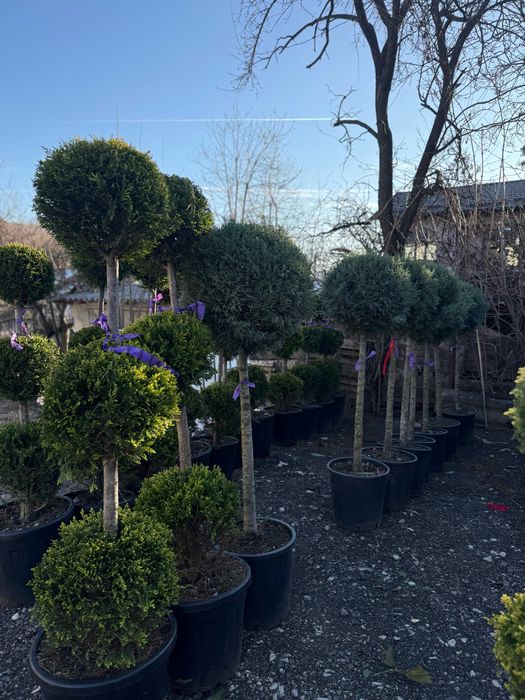Plante ornamentale rafinate pentru orice tip de grădină