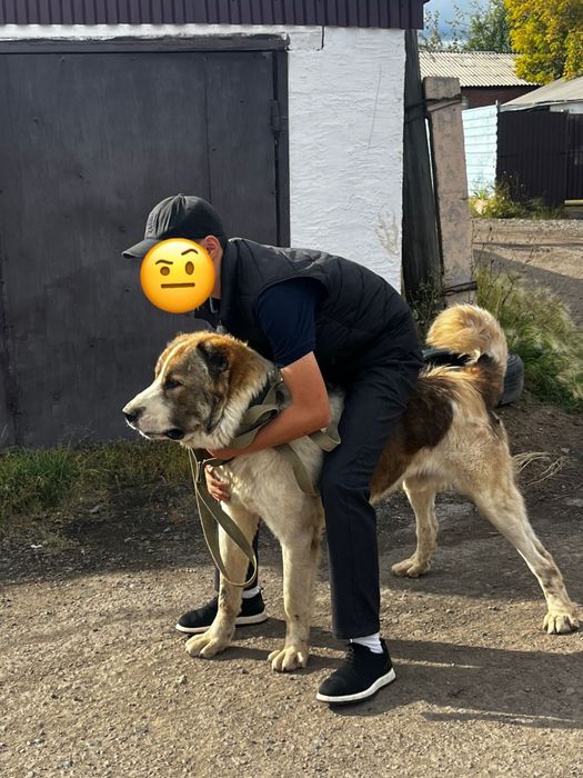 Продам молодого супертяжа алабай