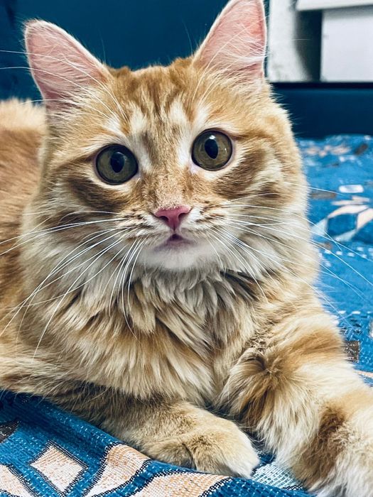 Отдам котенка в добрые руки, стерилизованная