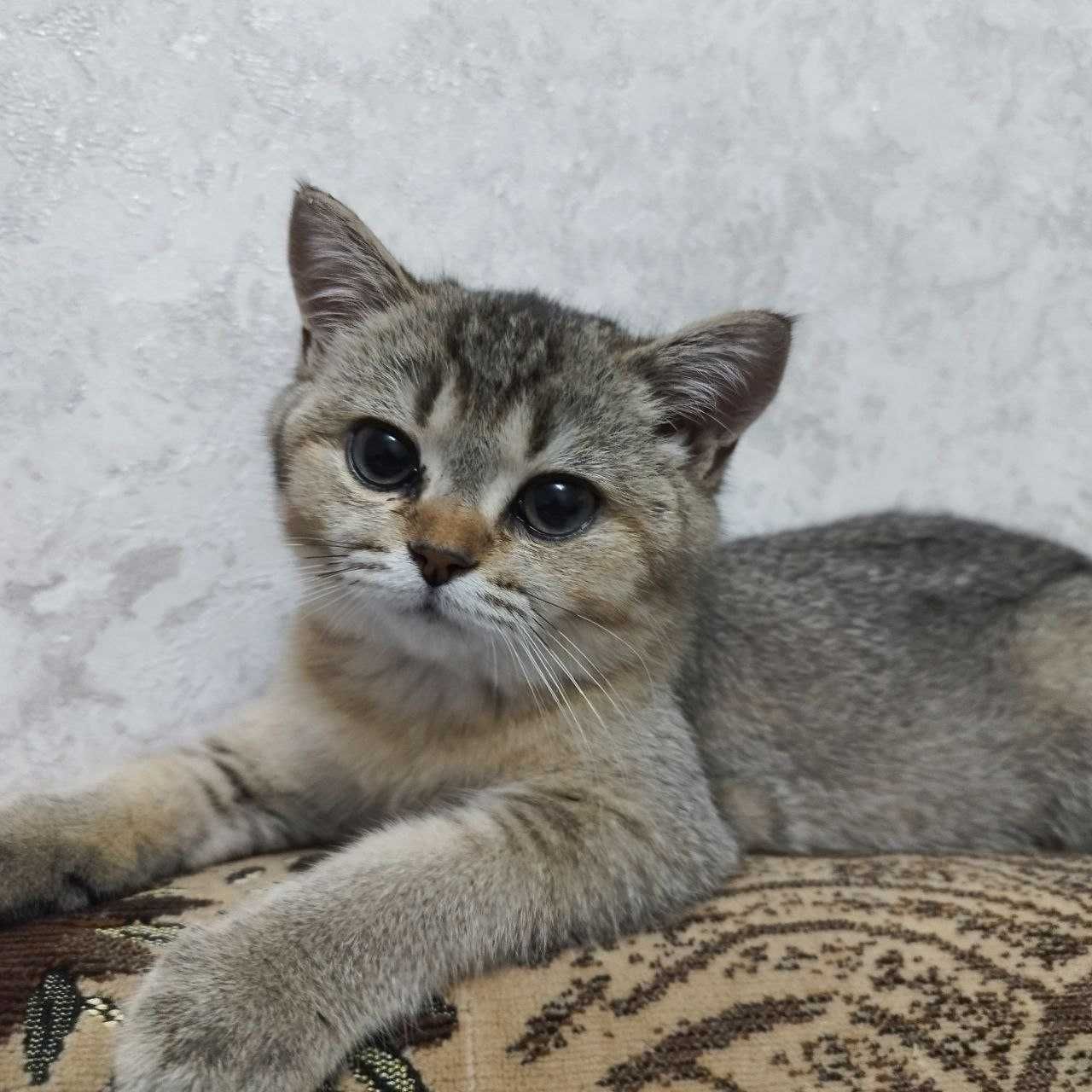 100% Британский котенок .Окрас ШИНШИЛЛА