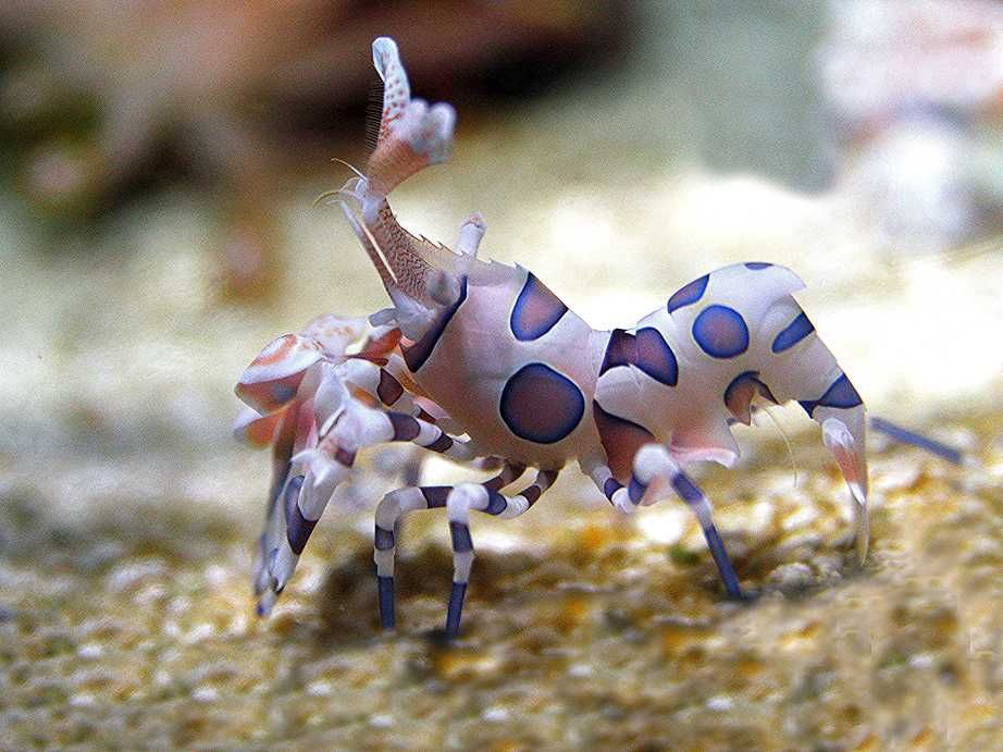 Vand (sau inchiriez) harlequin shrimp - mancator de asterina starfish