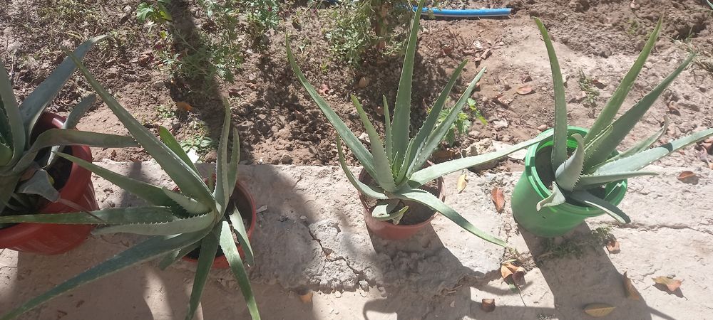 Aloe gullari chip chiroyli