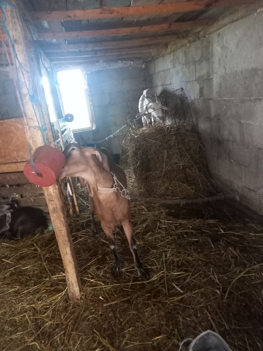 Vând capră din mama bună de lapte