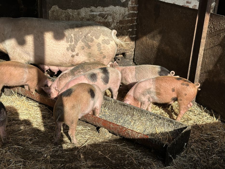 Хубави домашни прасета