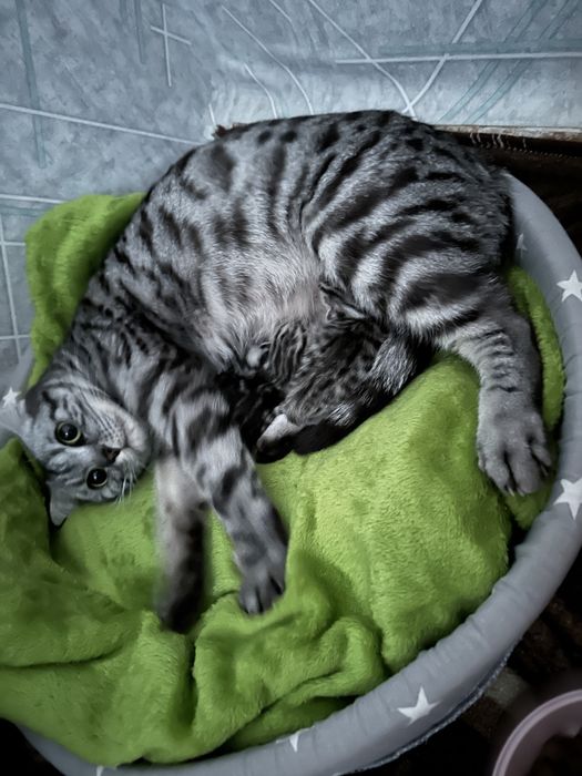 Бронь котят шатландцы