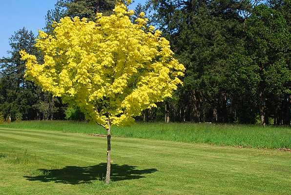 Artar rosu Royal Red Crimson King Drumondii Gold