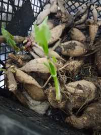 Продам луковицы цветов гладиолусов и георгин.